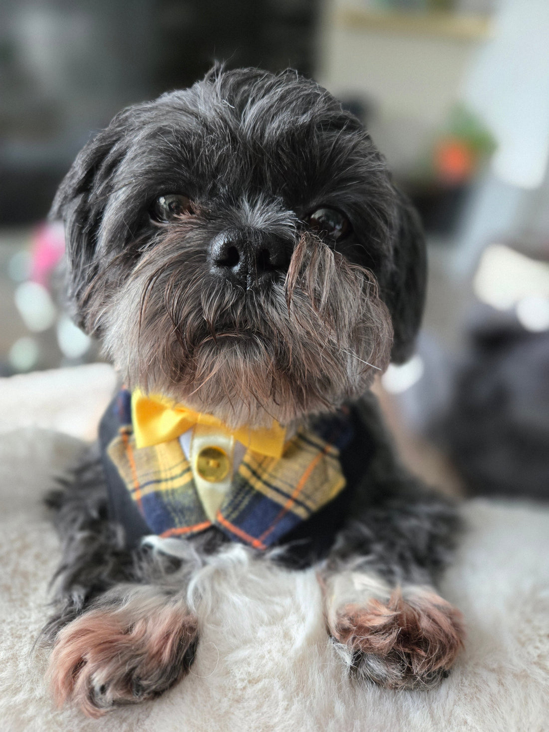 Why Does My Dog Keep Licking Their Paws?