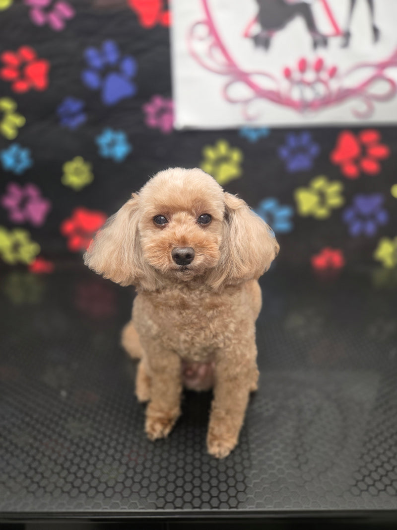 End of grooming
